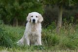GOLDEN RETRIEVER 944